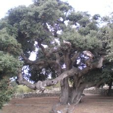 Alzina del Mas de Borbó