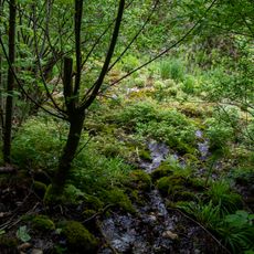 Tuffquellen am linken Ufer der Laudach
