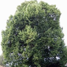 Lípa u trafostanice