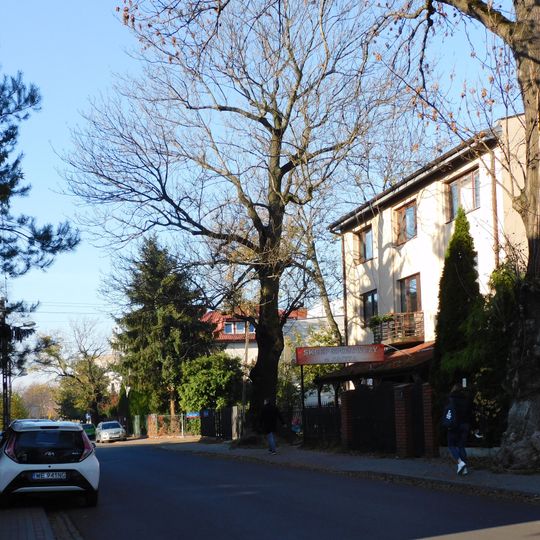 Jesion wyniosły przy ulicy Obrońców Pokoju 12