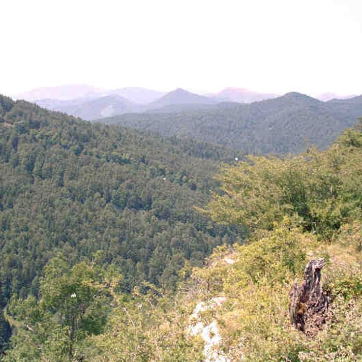Selva de Irati