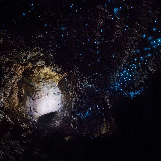 Waitomo Glowworm Caves