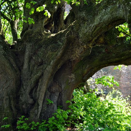 Ivanchytsivska lypa nature monument