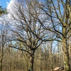 Quercus robur near Wohlau