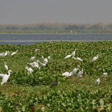 Atapaka Bird Sanctuary