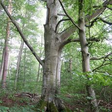 Große Buche