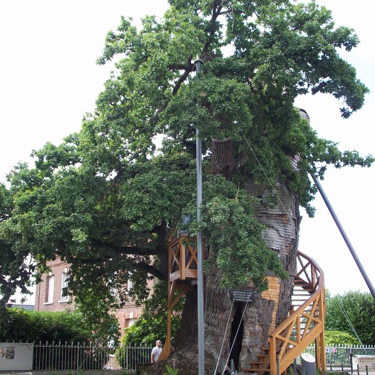 Chêne d'Allouville