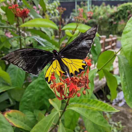 Kemenuh Butterfly Park