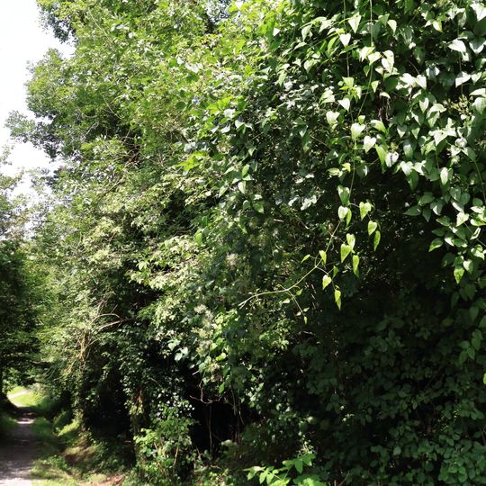 Hangwald an der Kuhsteige