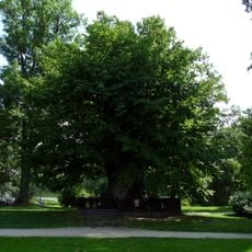 Zachariášova lípa