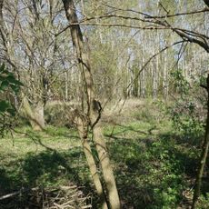 Vinařické mohyly I.