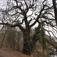 ND 292-02 Eichen am Plessower See