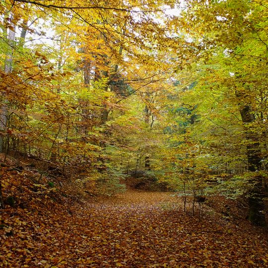 Garlstorfer und Toppenstedter Wald