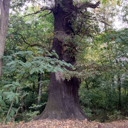 Napoleoneiche Jagsal