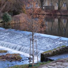 Tilia of Liberty in Záběhlice
