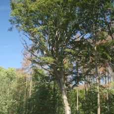 Buk u Velkého Javora