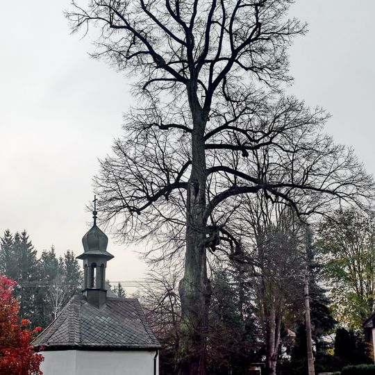 Lípa u kapličky