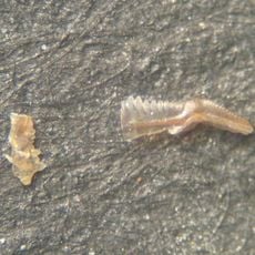 Réserve naturelle régionale géologique de Normandie-Maine