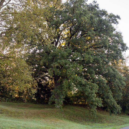 Friedenseiche bei Kucha