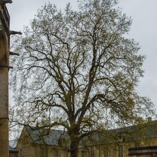 Vrijheidsboom van Bayeux