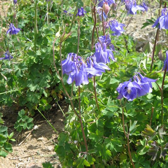 Jardin botanique pyrénéen de Melles