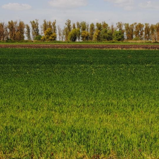 Meadows of Great Bustard