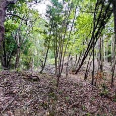 Nakaoda Kofun Cluster