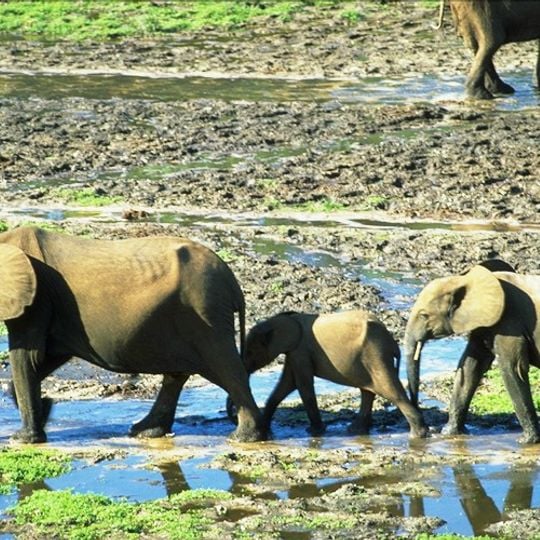 Réserve spéciale de Dzanga-Sangha