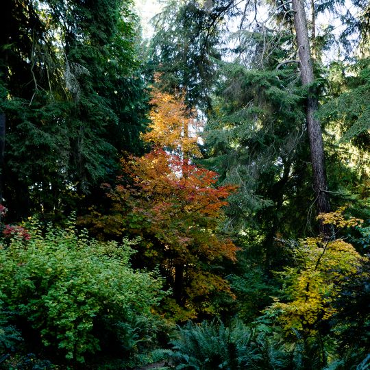 Washington Park Arboretum