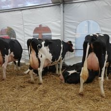 Woerdense Koeienmarkt