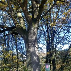 Dub u rybníka Dehtář