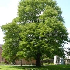 Fraxinus americana in Velešice