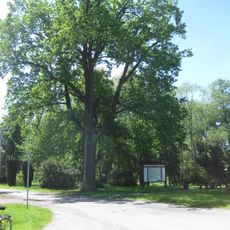 Stieleiche auf der Dorfaue Jannowitz