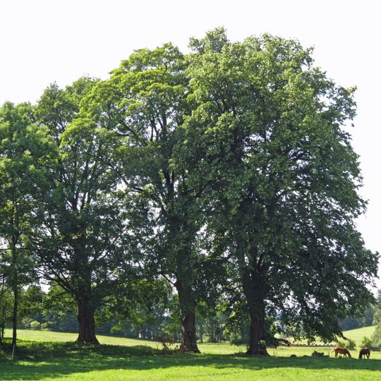 Skupina v Konraticích