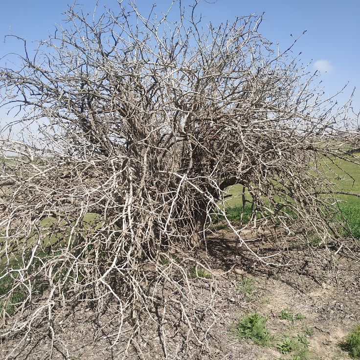 Reserva Natural Badhyz