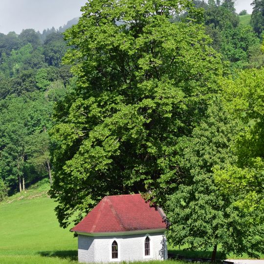 Linde bei der Fatima Kapelle