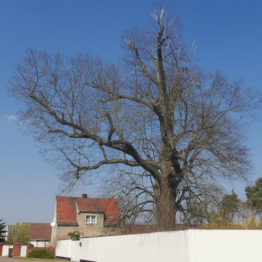 Naturdenkmal Winterlinde Mahdel, Dorfstraße Haus Nr. 25; Flur 2, Flurstück 287 in Mahdel