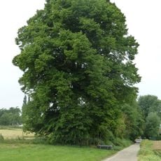 Kwartjesboom