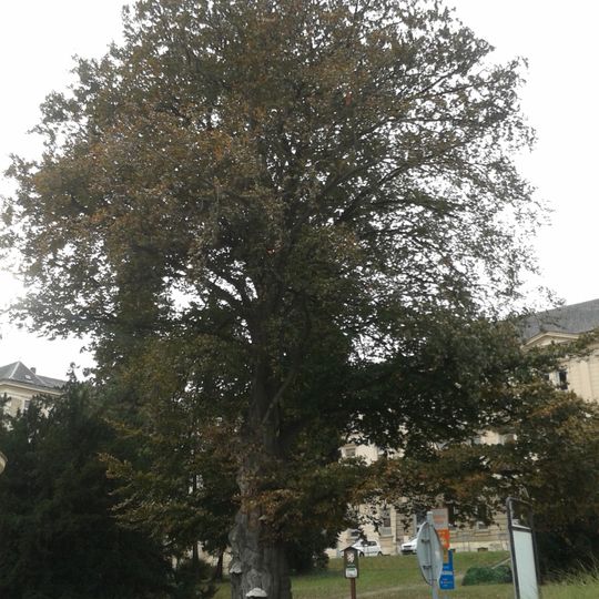 Buk u staré vrátnice