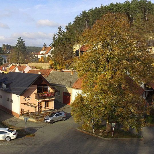 Lime tree of Liberty