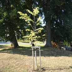 Lípa republiky ve Veselém Žďáru