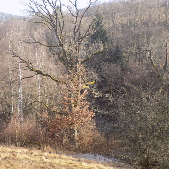 Skupina dubů ve Sloním údolí