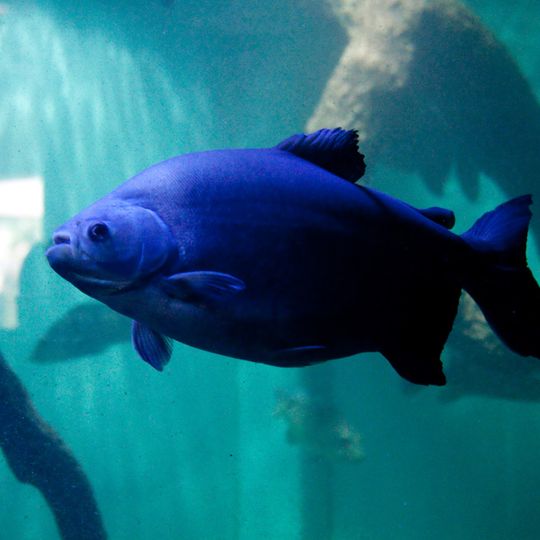 Aquário de Belo Horizonte