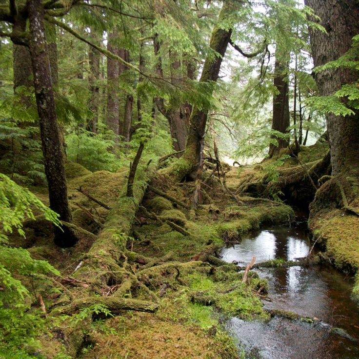 Gwaii Haanas nasjonalparkreservat