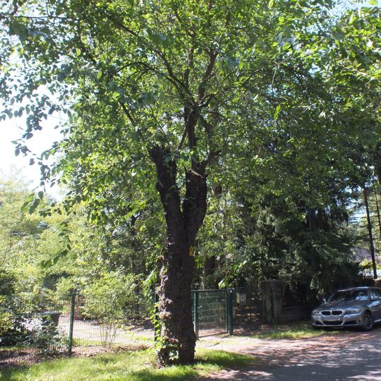 Naturdenkmal Sommer-Linde vor Lanker Weg 16 in Wandlitz