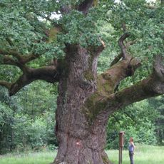 Oak of Bad Blumau