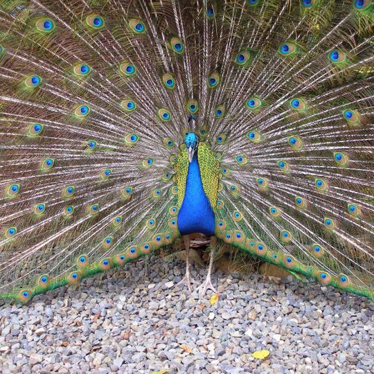 KULA Wild Advenure Park