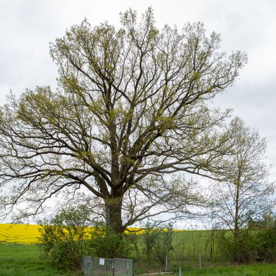 Stiel-Eiche bei Altmittweida