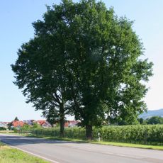 2 Stieleichen K4242 Ortsausgang