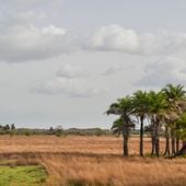 Guinea-Bissau
